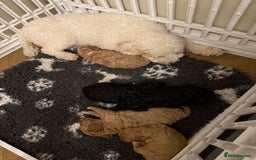 Australian Labradoodle dogs for sale: Multi generation Australian Labradoodles - Image 6