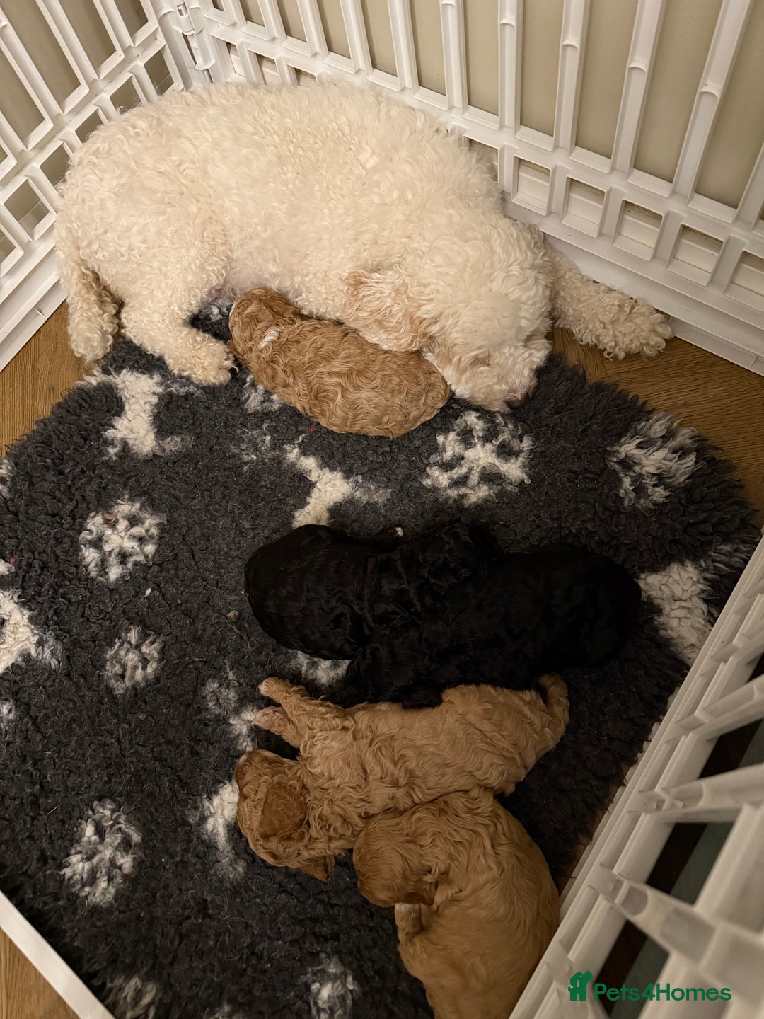 Australian Labradoodle dogs for sale: Multi generation Australian Labradoodles - Image 6