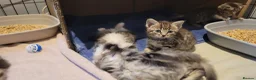 Mixed Breed cats for sale: 5 kittens *2boys**3 girls* available 31st May - Advert 5