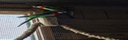 Parakeets birds for sale: A Pair of Eastern Rosellas  - Advert 6