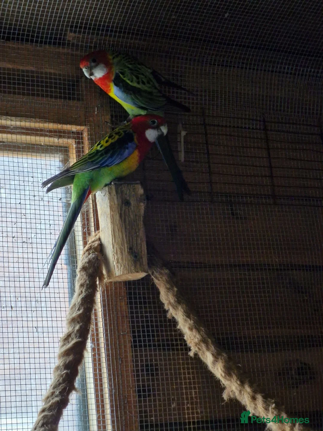 Parakeets birds for sale: A Pair of Eastern Rosellas  - Advert 6