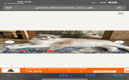 Ragdoll cats for sale: Handsome playful Ragdoll Kitten - Male - Image 3