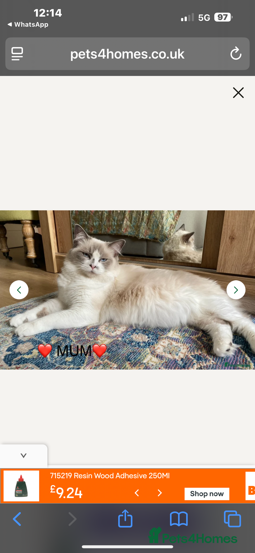 Ragdoll cats for sale: Handsome playful Ragdoll Kitten - Male - Image 3