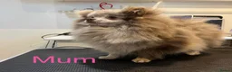 Pomeranian dogs for sale: Lilac Merle Babies - Petite, Quality, Teddy Pups - Advert 29