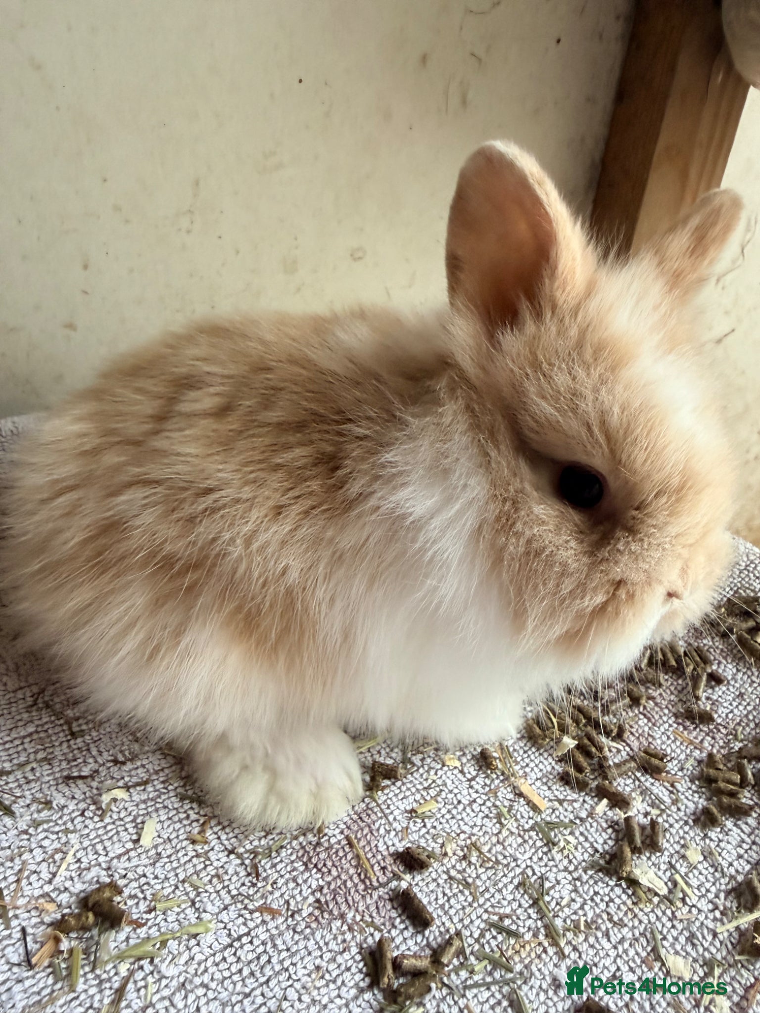Lionhead rabbits Lionheads looking for their forever homes - Advert 2