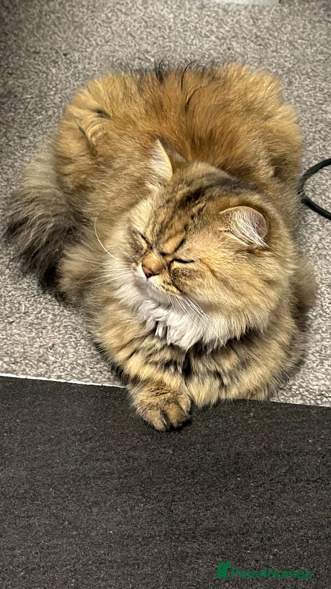 Persian cats for sale: Golden Shaded Beautiful loving boy  🐾🤎 - Advert 2