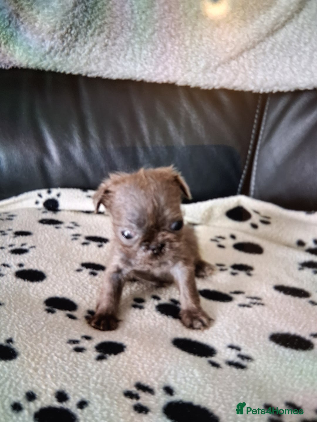 Shih Tzu dogs for sale: Imperial shishi shih tzu - Image 13
