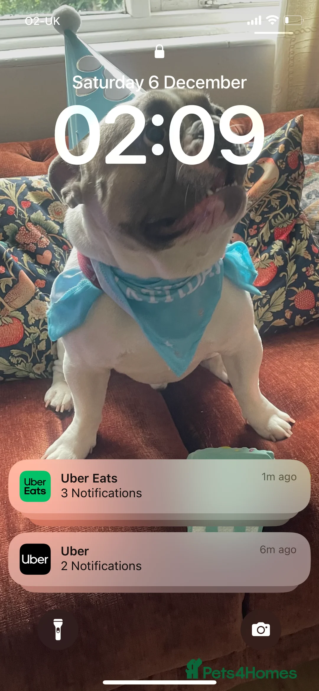 French Bulldog dogs for stud: Our beautiful boy Herbie - Advert 4