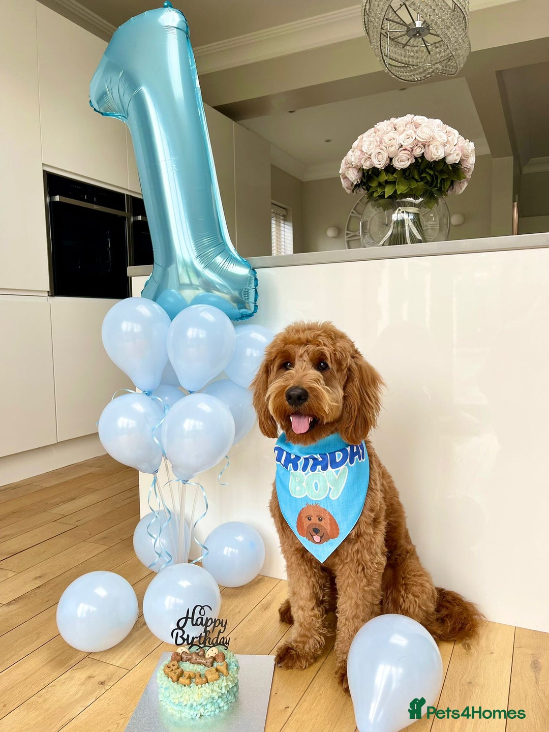 Mini Goldendoodle dogs for sale: F1 pups by POLICE dog trainer / Licensed breeder - Image 24