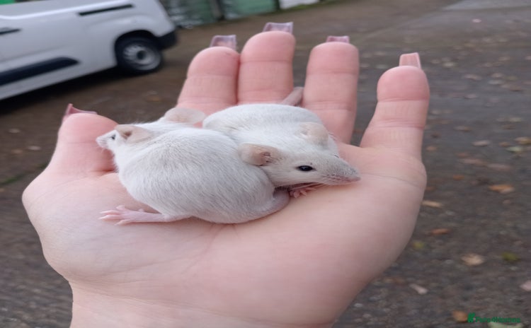 Mouse rodents Male fancy mice ready now - Advert 16