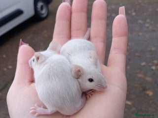 Mouse rodents Male fancy mice ready now - Advert 10
