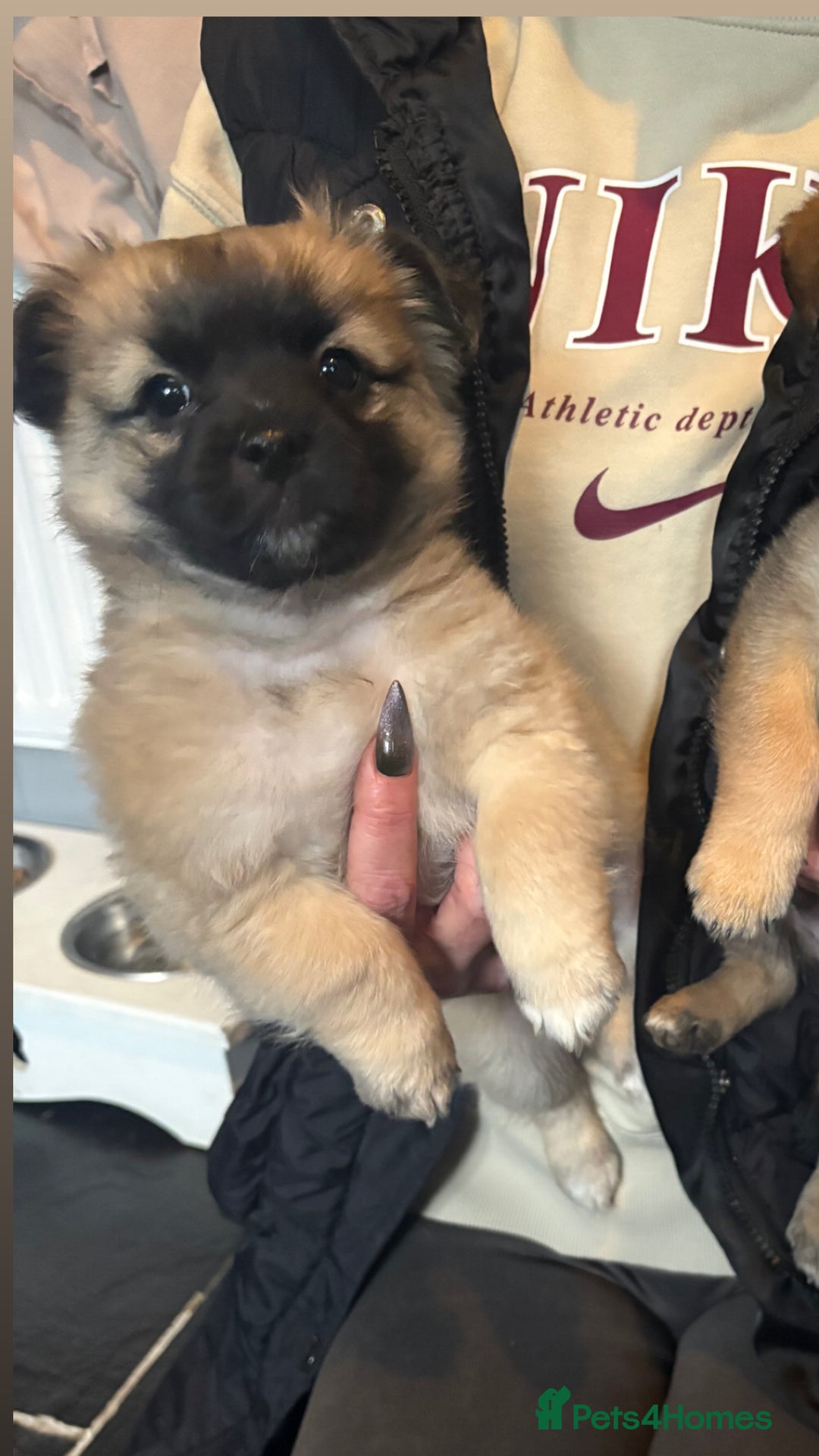 Mixed Breed dogs for sale: 3 beautiful pomeranions cross with jack russels  - Advert 5