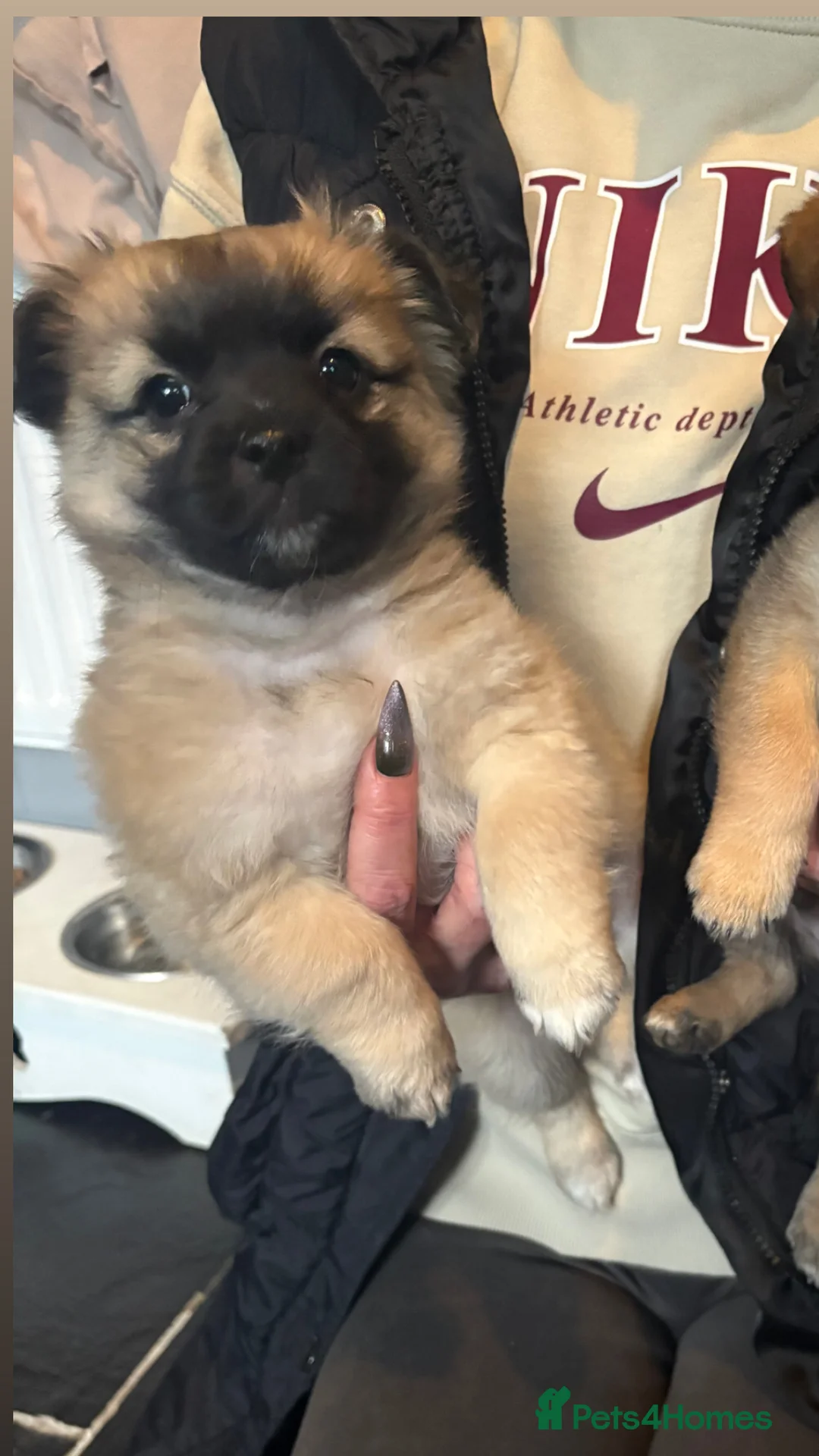 Mixed Breed dogs for sale: 3 beautiful pomeranions cross with jack russels  - Advert 5