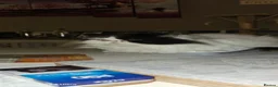 Persian cats for sale: Stunning persians  - Advert 14