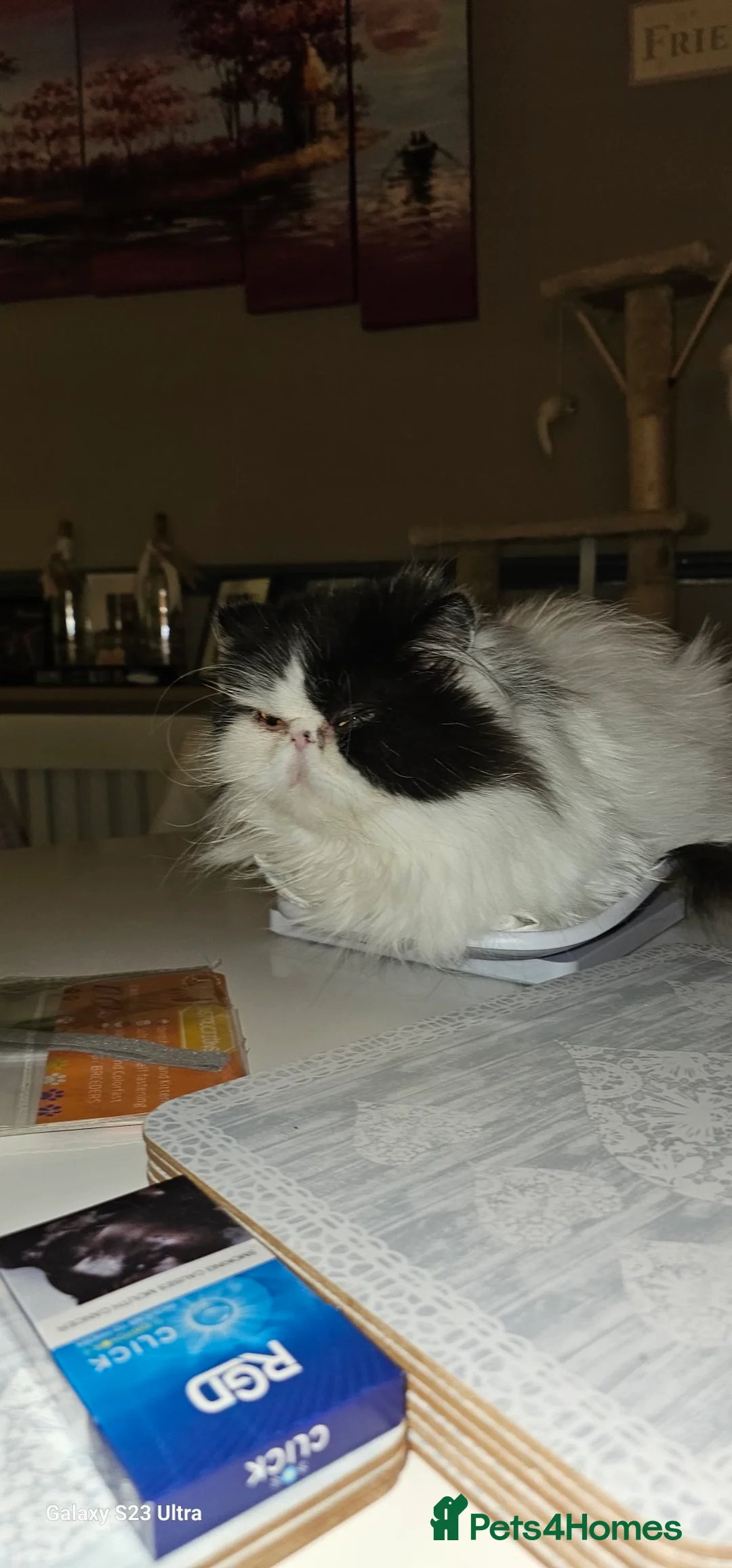 Persian cats for sale: Stunning persians  - Advert 14