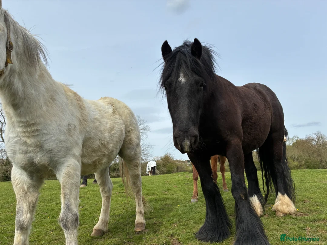 Riding pony horses for sale: Star 13.1hh Black Cob Gelding 8 years old in Leighton Buzzard - Advert 4