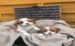 Cavalier King Charles Spaniel dogs for sale: Gorgeous King Charles cavalier puppies - Image 9
