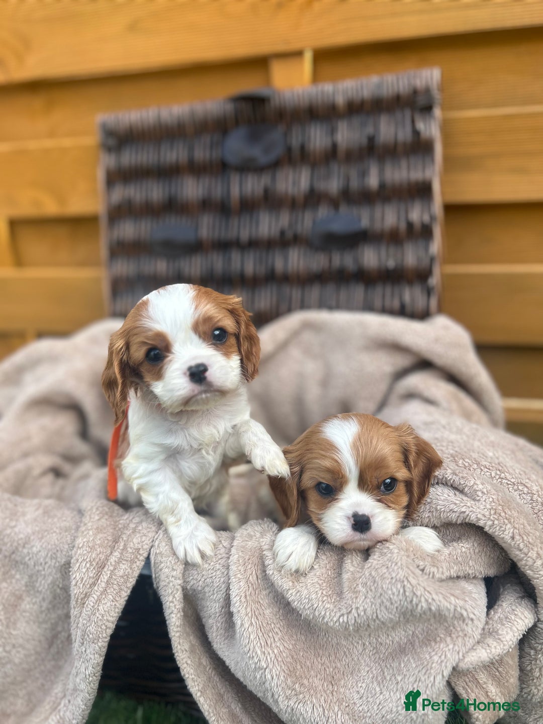 Cavalier King Charles Spaniel dogs for sale: Gorgeous King Charles cavalier puppies - Image 9