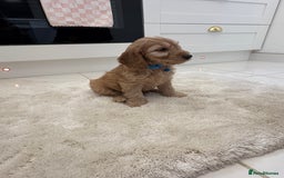 Cockapoo dogs for sale: Gorgeous F1A cockerpoos - Image 11