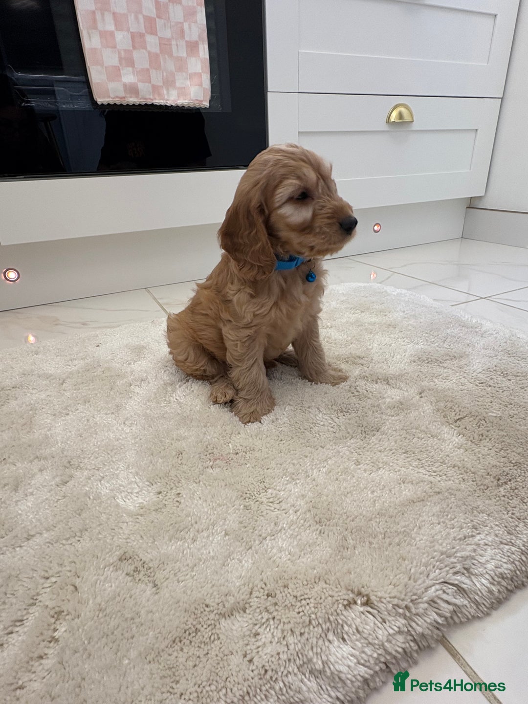 Cockapoo dogs for sale: Gorgeous F1A cockerpoos - Image 11