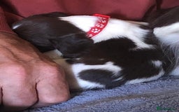 English Springer Spaniel dogs for sale: 5th Gen Springers: Purebred, 7th litter, 36 total - Image 34