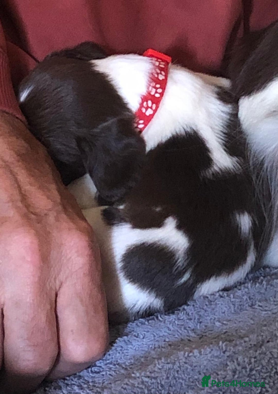 English Springer Spaniel dogs for sale: 5th Gen Springers: Purebred, 7th litter, 36 total - Image 34