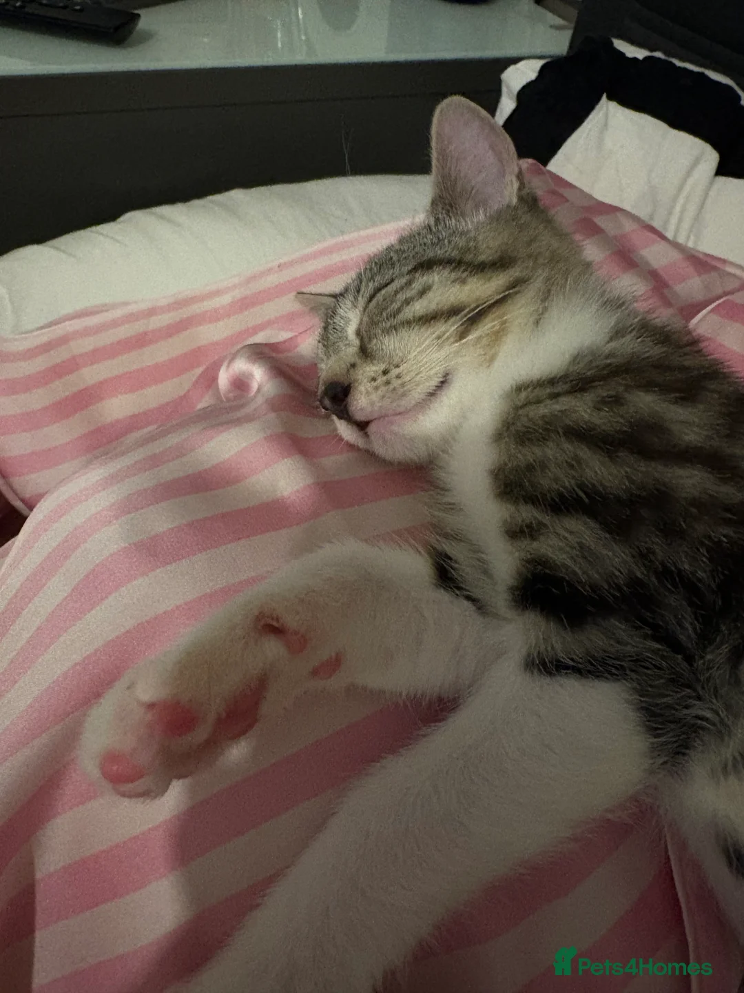 Domestic Shorthair cats for sale: Kitten for Rehoming in Stevenage - Advert 2