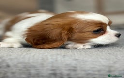 King Charles Spaniel dogs for sale: Beautiful cavalier puppies  - Image 16