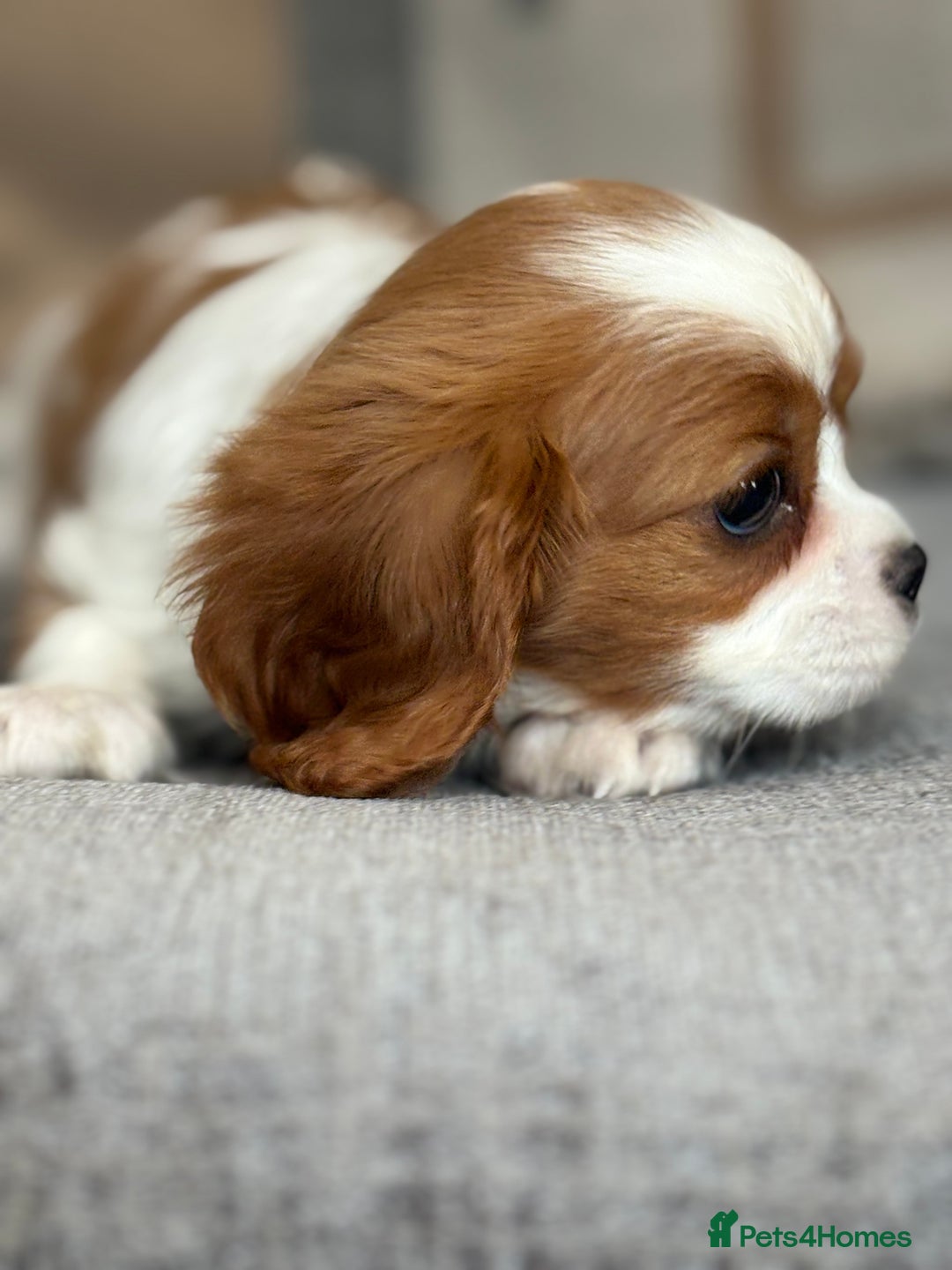 King Charles Spaniel dogs for sale: Beautiful cavalier puppies  - Image 16