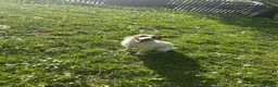 Jack Russell dogs for sale: 5 pure jack Russel pups - Advert 2