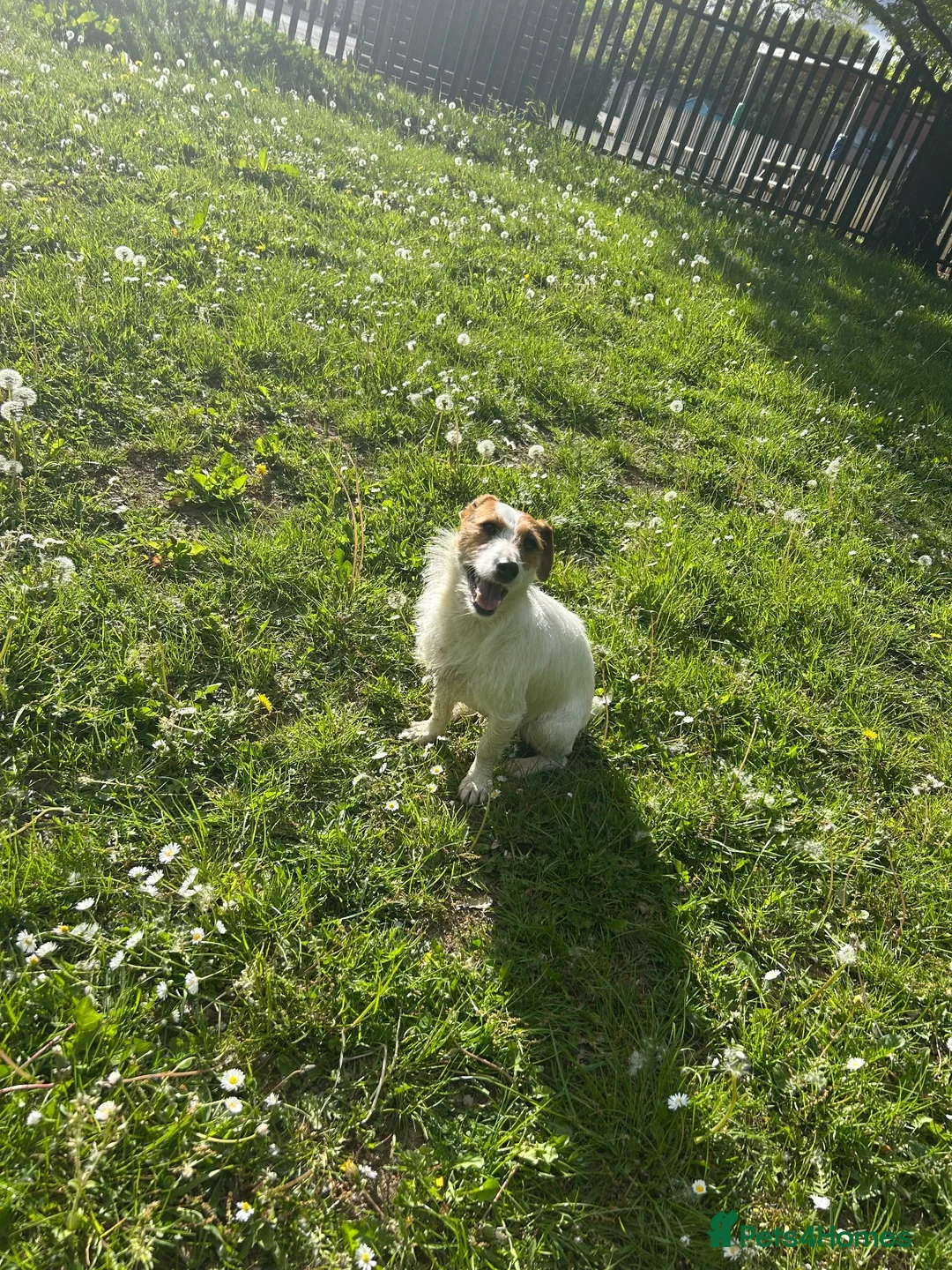 Jack Russell dogs for sale: 5 pure jack Russel pups - Advert 2