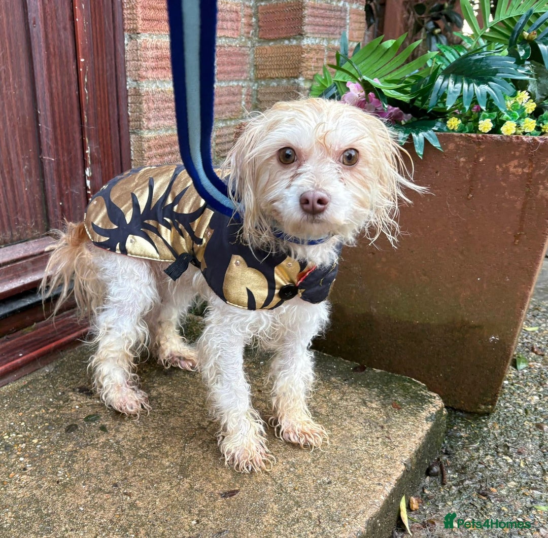 Mixed Breed dogs for adoption: Emerald - Hingham Norfolk  - Advert 5