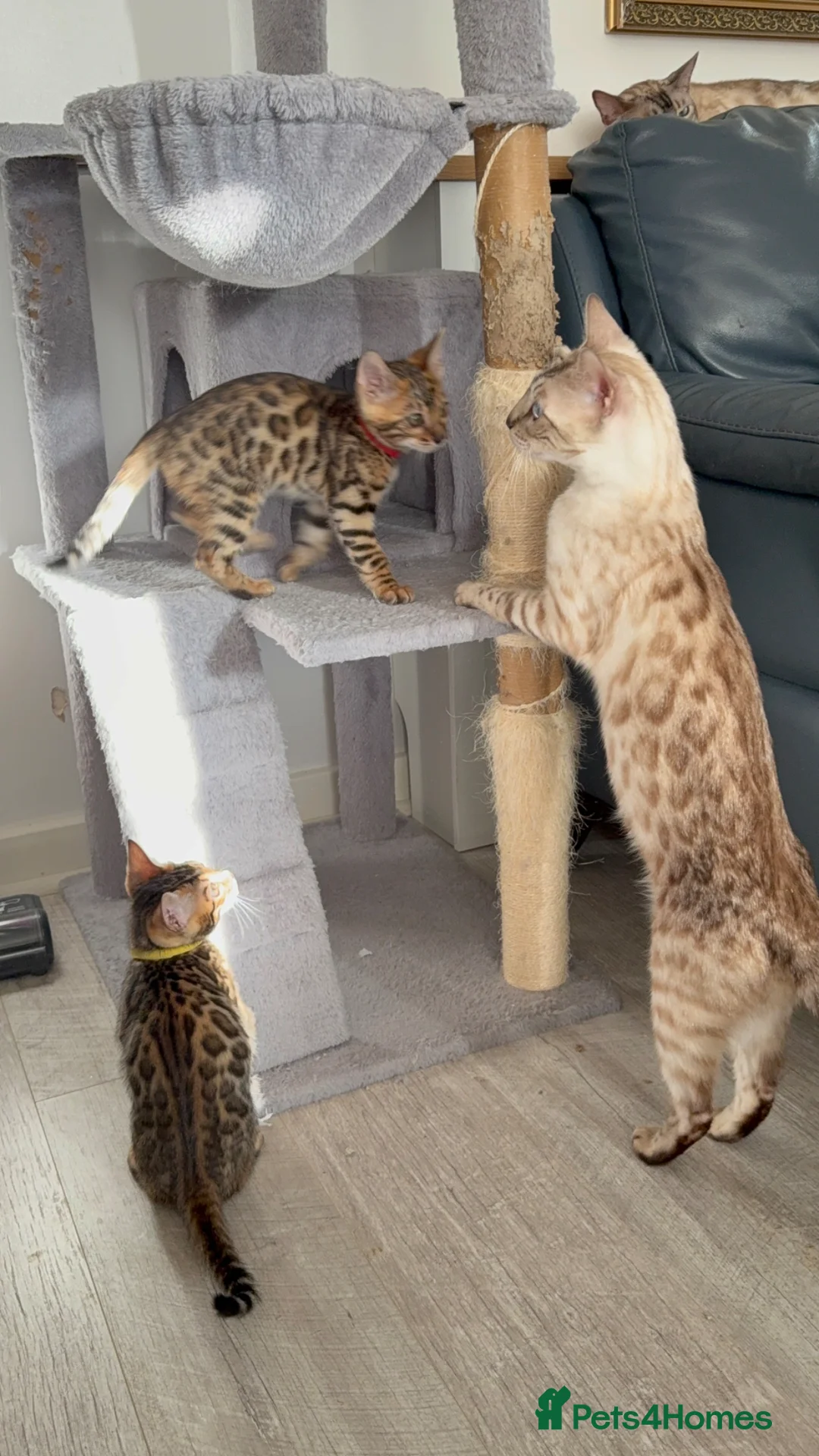 Bengal cats for sale: Stunning Bengal Kittens – Home Raised & Beautiful - Advert 36