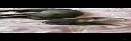 Sphynx cats for sale: Full breed Sphynx kittens for sale  - Advert 13