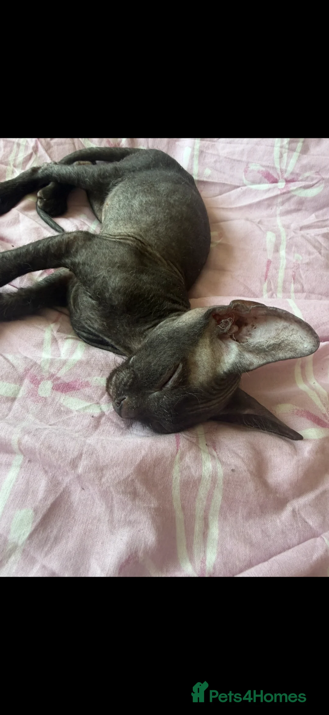 Sphynx cats for sale: Full breed Sphynx kittens for sale  - Advert 13