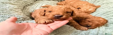 Miniature Poodle 2