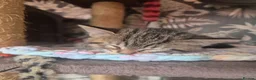 Domestic Shorthair cats for sale: Tabby Kittens  - Advert 2