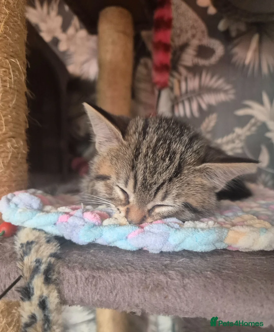 Domestic Shorthair cats for sale: Tabby Kittens  - Advert 2