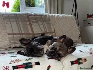 French Bulldog dogs 2 Male French Bulldogs - Advert 2