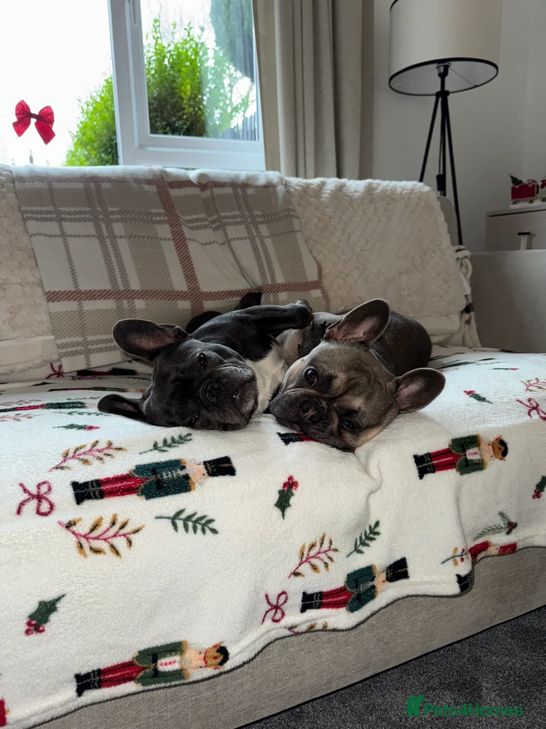 French Bulldog dogs for sale: 2 Male French Bulldogs - Advert 1
