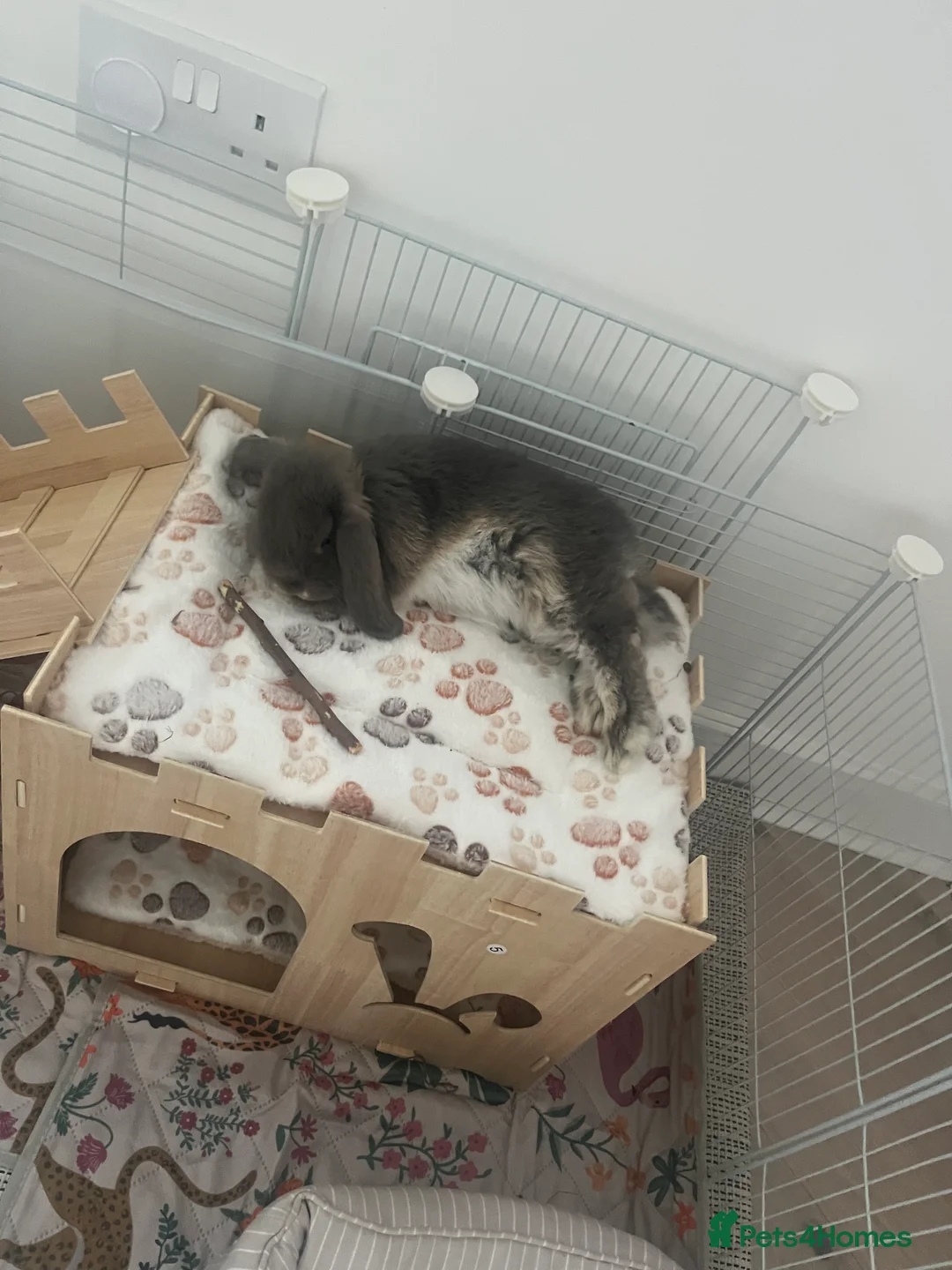 Mini Lop rabbits for sale: Gorgeous mini lop blue doe - Advert 1