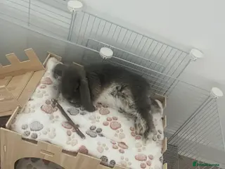 Mini Lop rabbits Gorgeous mini lop blue doe - Advert 6