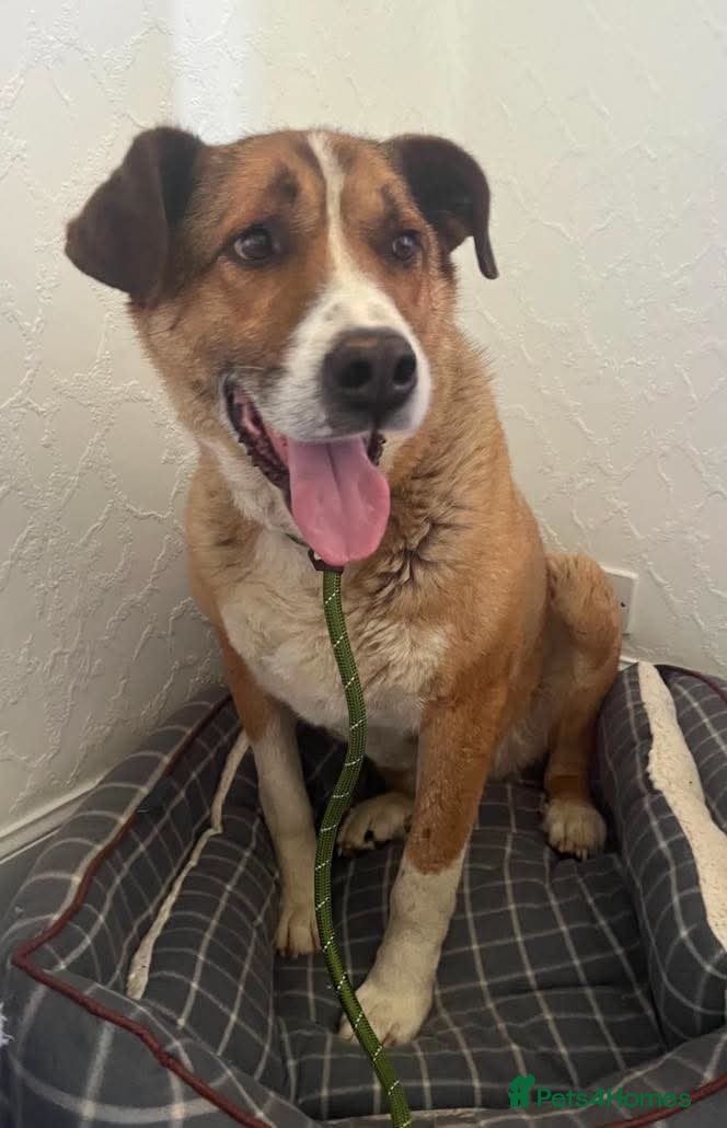 Mixed Breed dogs Meet Duke 🐾 - Advert 4
