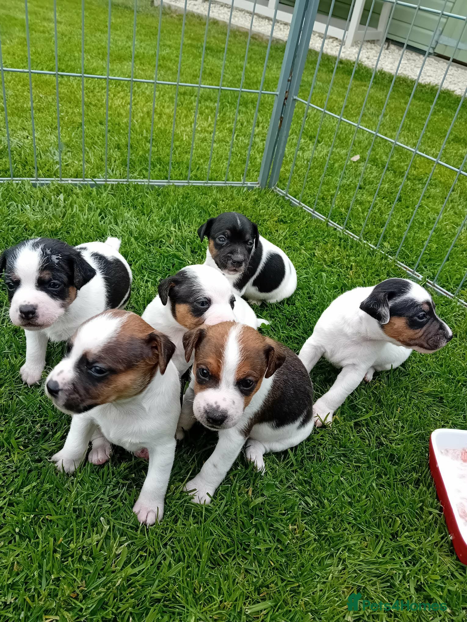 Parson Russell dogs Beautiful Parsons Jack Russell Terrier Puppies - Advert 1