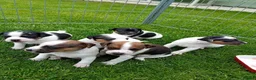 Parson Russell dogs for sale: Beautiful Parsons Jack Russell Terrier Puppies - Advert 1