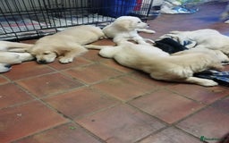 Golden Retriever dogs for sale: Male golden retrievers  - Image 2