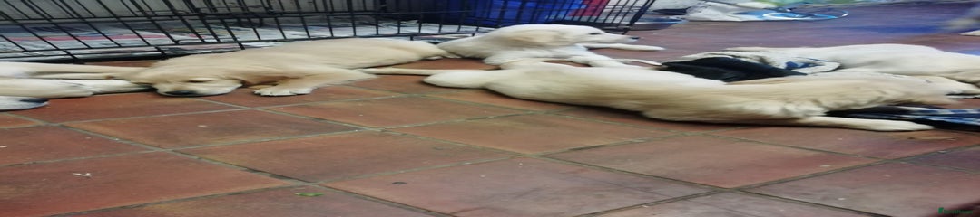 Golden Retriever Puppy 2
