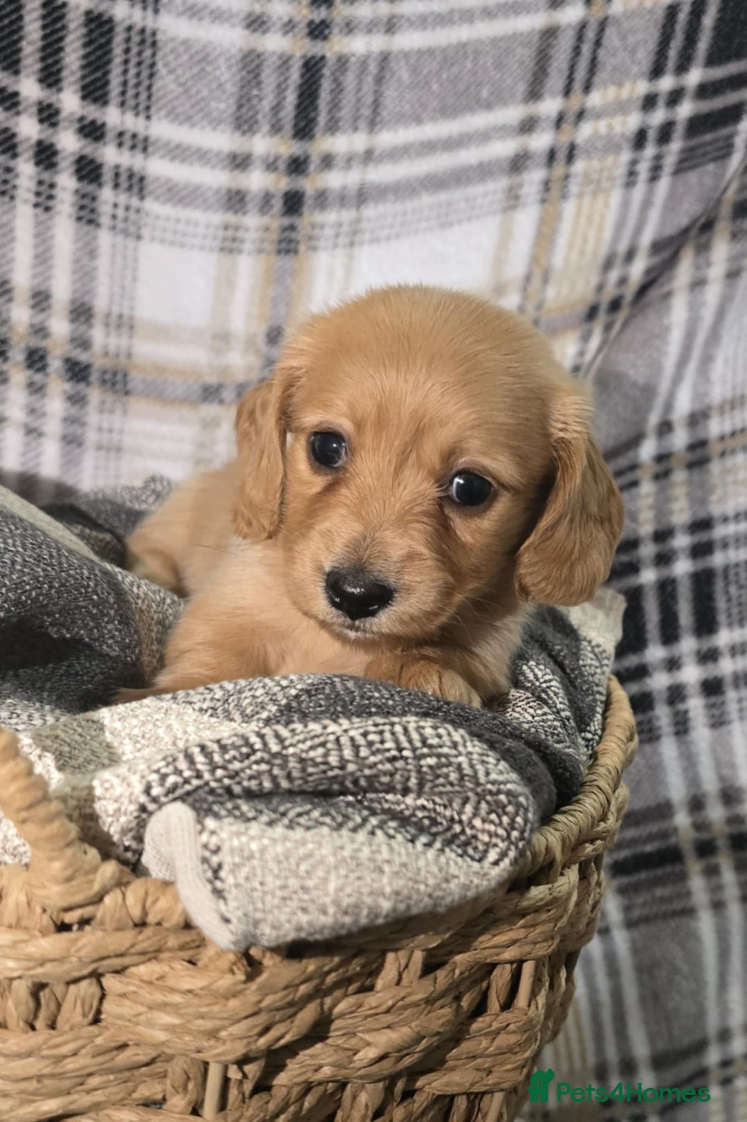 Miniature Dachshund dogs for sale: Longhair miniature Duchshund 🩵1boy 1girl left🩷 - Advert 19