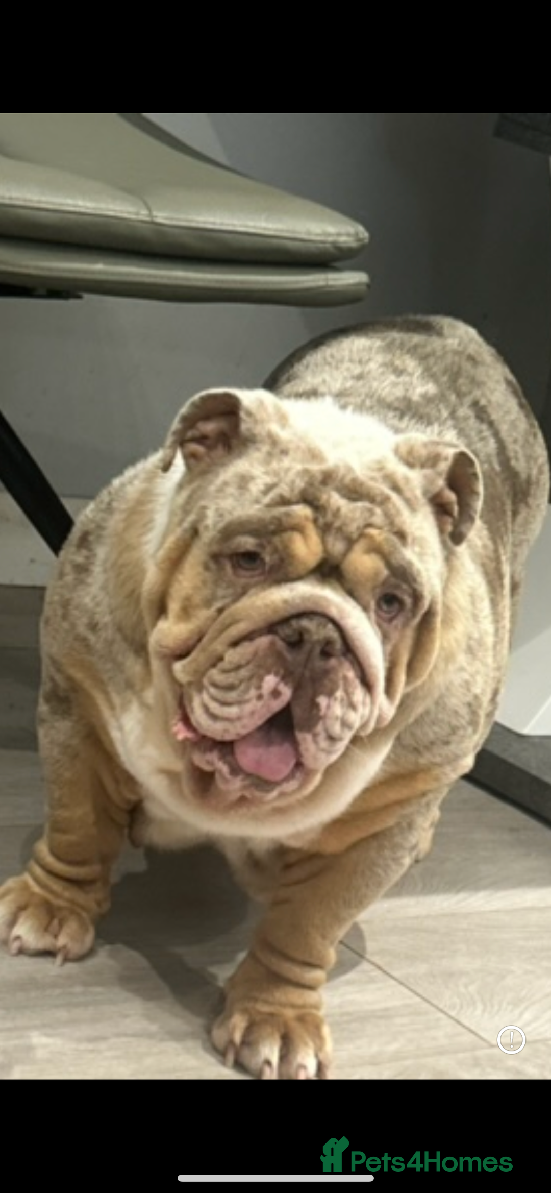 English Bulldog dogs for sale: Kc litter outstanding bloodlines bulldog pups  - Image 22