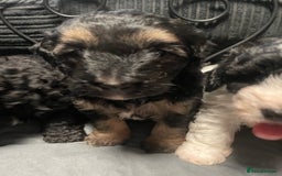Labradoodle dogs for sale: F1bb miniature labradoodle puppies ready to go - Image 3